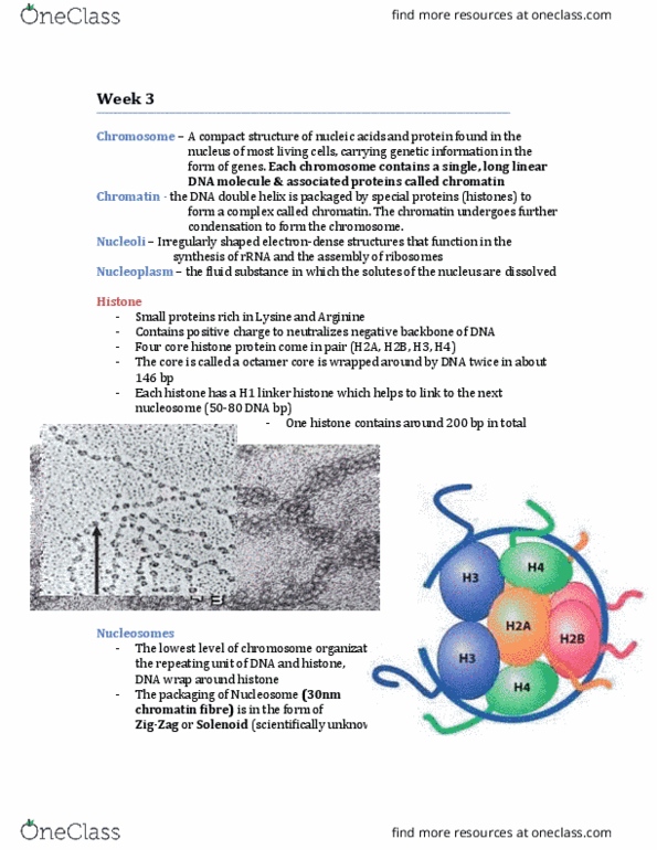 BIO130H1 Lecture Notes - Lecture 3: Polymerase Chain Reaction, Hydrogen Bond, Primase thumbnail