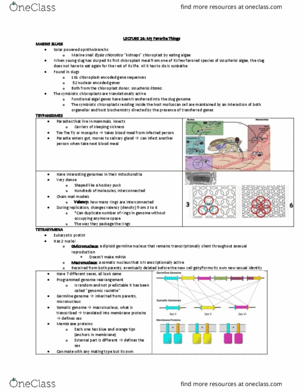 Biology 2581B Lecture Notes - Lecture 24: Aequorea Victoria, Plasmid, Chromophore thumbnail