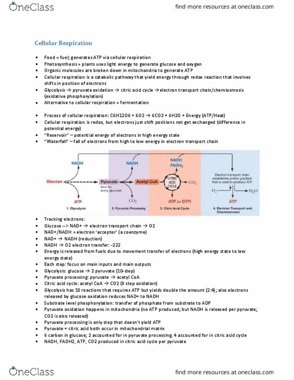 BISC 101 Lecture Notes - Lecture 6: Metabolic Pathway, Electrochemical Gradient, Electronegativity thumbnail