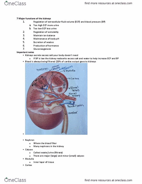 Physiology 1021 Lecture Notes - Lecture 1: Reabsorption, Endothelium, Exhalation thumbnail