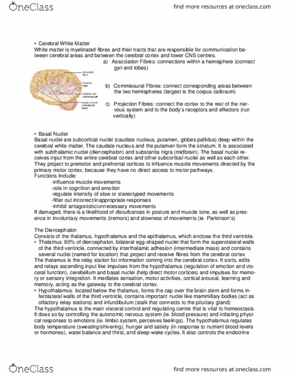 ANP 1106 Lecture Notes - Lecture 9: Periaqueductal Gray, Subthalamic Nucleus, Cerebral Peduncle thumbnail