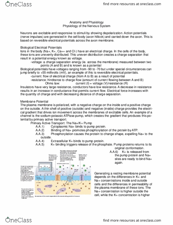 ANP 1106 Lecture Notes - Lecture 13: Electrochemical Gradient, Active Transport, Axon Hillock thumbnail