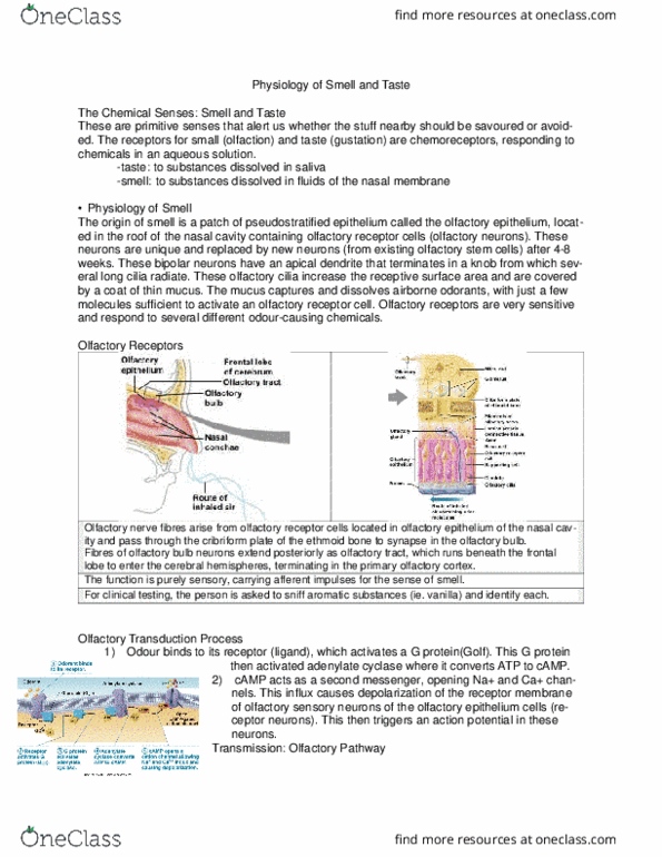 ANP 1106 Lecture Notes - Lecture 16: Olfactory Receptor, Olfactory Receptor Neuron, Primary Olfactory Cortex thumbnail
