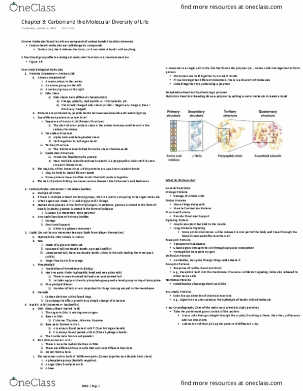 BILD 1 Lecture Notes - Lecture 5: C-Terminus, Beta Sheet, N-Terminus thumbnail