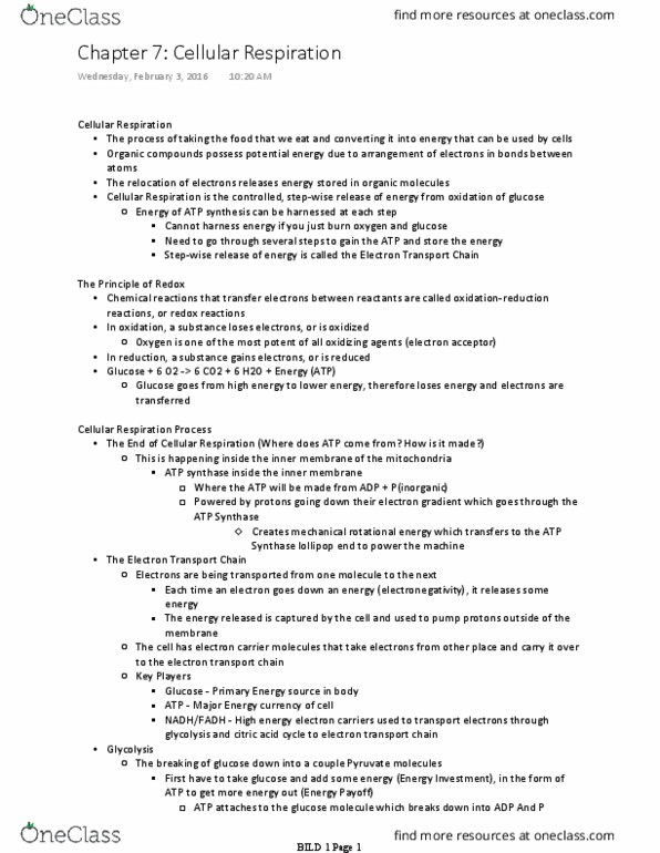 BILD 1 Lecture Notes - Lecture 17: Electron Transport Chain, Atp Synthase, Cellular Respiration thumbnail