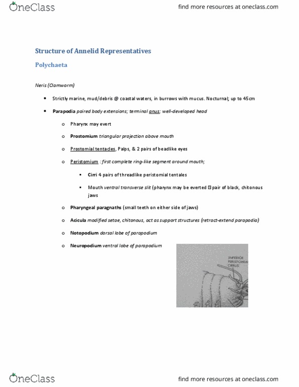 BIOL 2030 Chapter Notes - Chapter 5: Prostomium, Parapodium, Acicula thumbnail