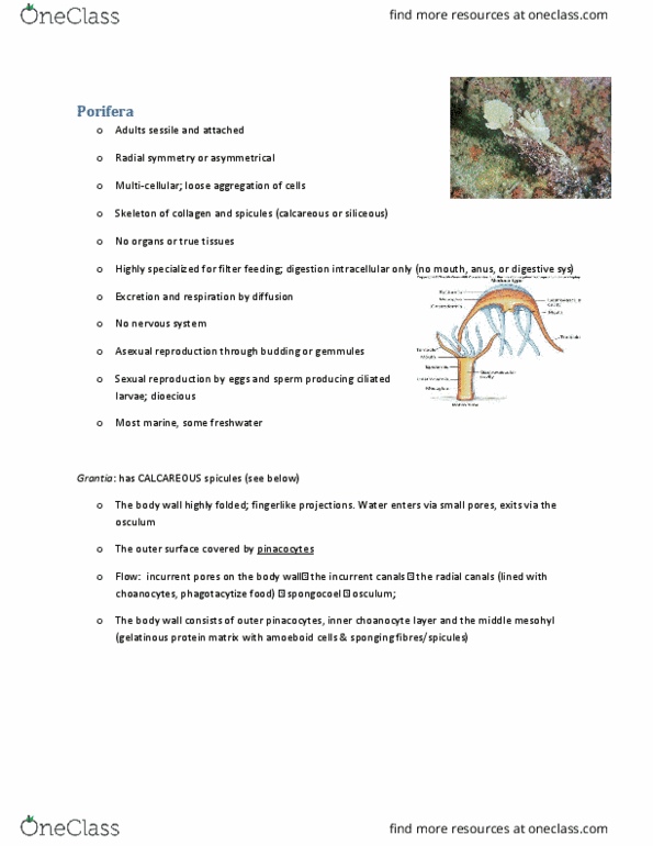 BIOL 2030 Chapter Notes - Chapter 2: Hydroida, Planula, Osculum thumbnail