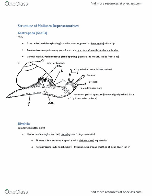 BIOL 2030 Chapter Notes - Chapter 4: Loligo, Periostracum, Mucous Gland thumbnail