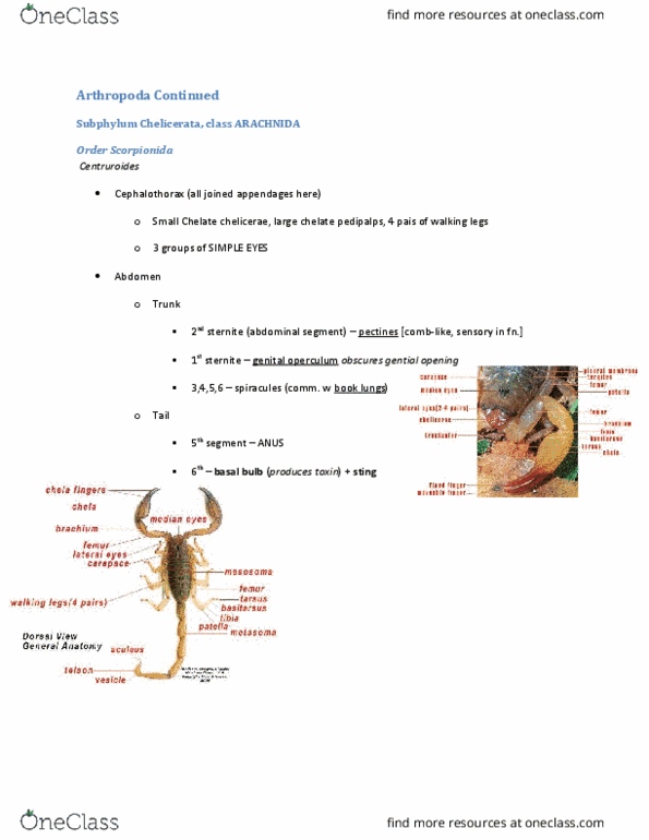 BIOL 2030 Chapter Notes - Chapter 7: Spider Anatomy, Pedicellaria, Cephalothorax thumbnail