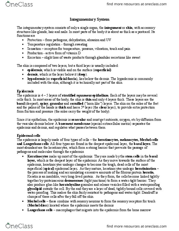 BIOL-N - Biology BIOL-N 214 Lecture Notes - Lecture 5: Stratum Corneum, Adult Stem Cell, Stratum Spinosum thumbnail