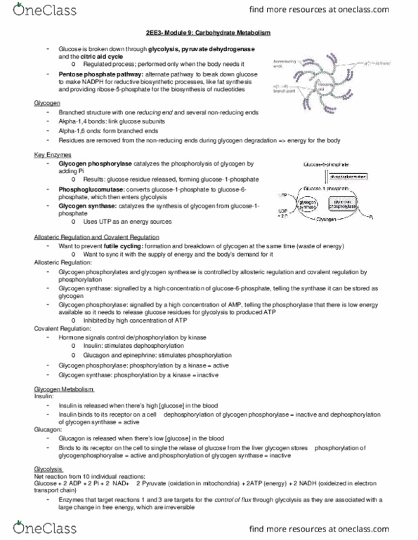 BIOCHEM 2EE3 Lecture Notes - Lecture 9: Glycogen Phosphorylase, Pentose Phosphate Pathway, Glycogen Synthase thumbnail