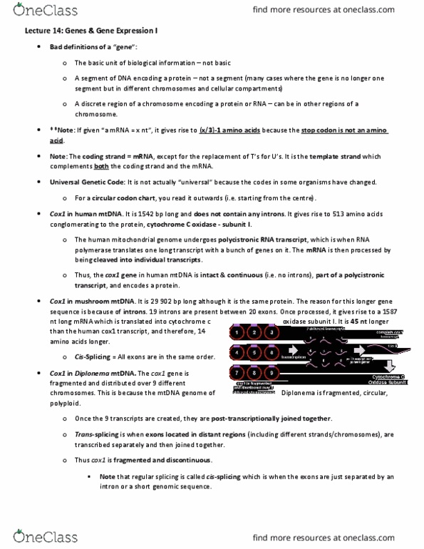 Biology 2581B Lecture Notes - Lecture 14: Cytochrome C Oxidase Subunit I, Rna Editing, Nonsense Mutation thumbnail