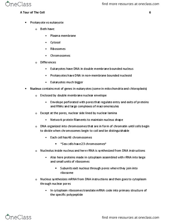 BIL 150 Chapter Notes - Chapter 6: Nuclear Membrane, Nuclear Pore, Endoplasmic Reticulum thumbnail