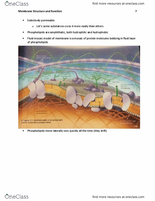 BIL 150 Chapter Notes - Chapter 7: Fluid Mosaic Model, Lipid Bilayer, Membrane Transport Protein thumbnail