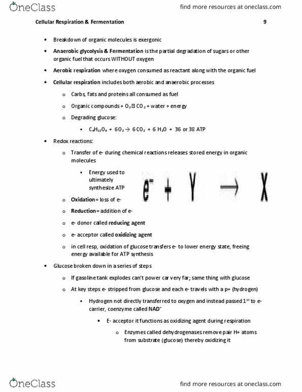 BIL 150 Chapter Notes - Chapter 9: Oxidative Phosphorylation, Anaerobic Respiration, Cellular Respiration thumbnail