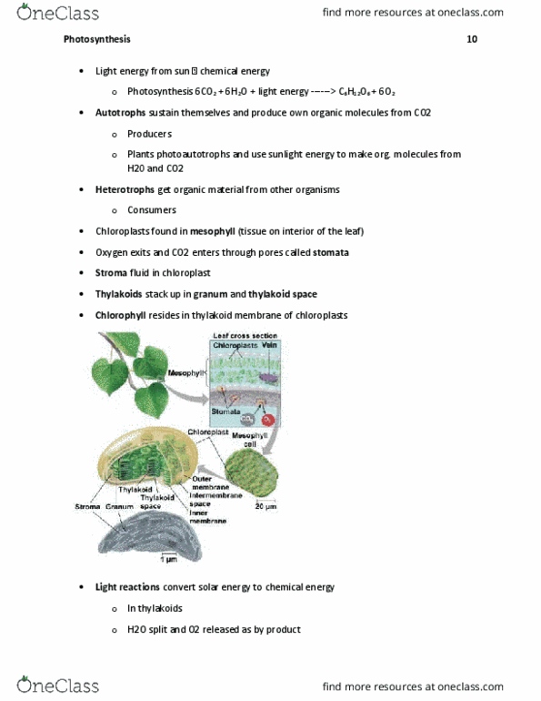 BIL 150 Chapter Notes - Chapter 10: Accessory Pigment, Photosystem Ii, P680 thumbnail