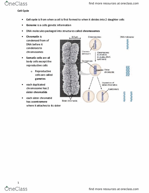 document preview image