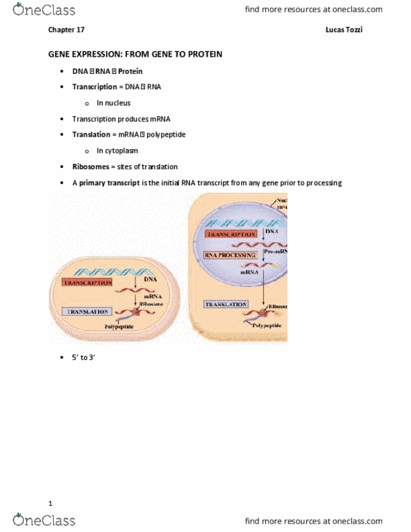 BIL 150 Chapter Notes - Chapter 17: Rna Splicing, Tata Box, Spliceosome thumbnail