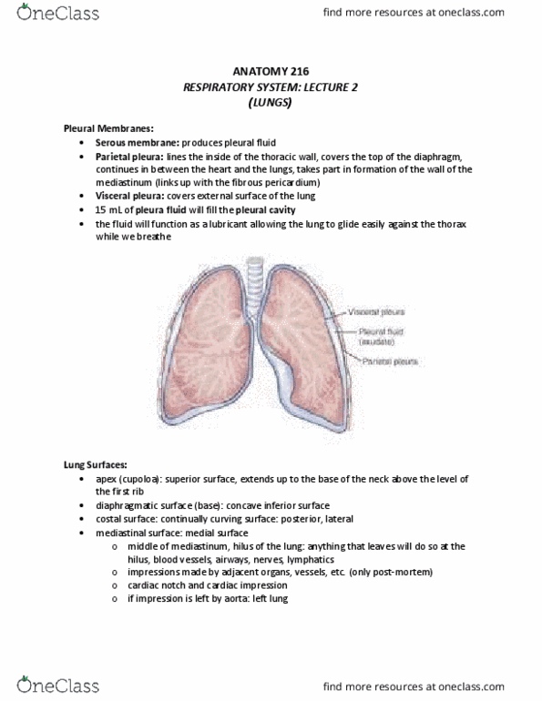 ANAT 216 Lecture Notes - Lecture 5: Bronchopulmonary Segment, Pulmonary Pleurae, Pleural Cavity thumbnail