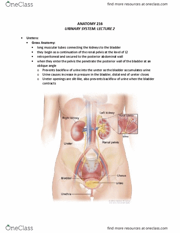 ANAT 216 Lecture Notes - Lecture 8: Urinary Bladder, Internal Sphincter Muscle Of Urethra, Lamina Propria thumbnail