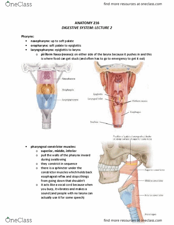 ANAT 216 Lecture 10: DIGESTIVE SYSTEM - Pharynx to Stomach thumbnail