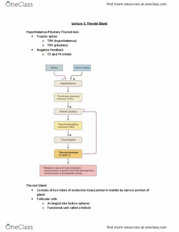 PHGY 214 Lecture Notes - Lecture 3: Thyroid, Basal Metabolic Rate, Follicular Cell thumbnail