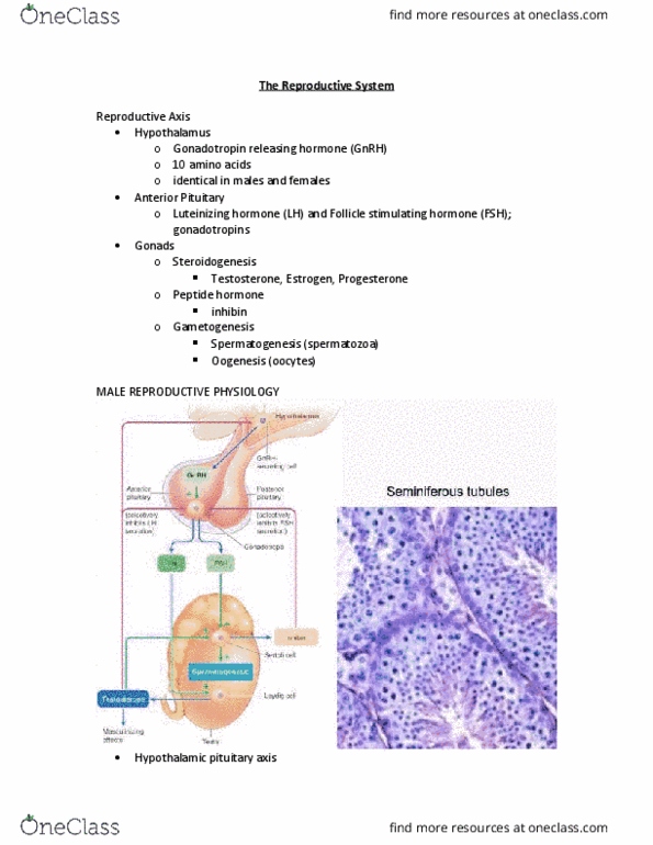 PHGY 214 Lecture Notes - Lecture 8: Androgen-Binding Protein, Granulosa Cell, Follicular Phase thumbnail