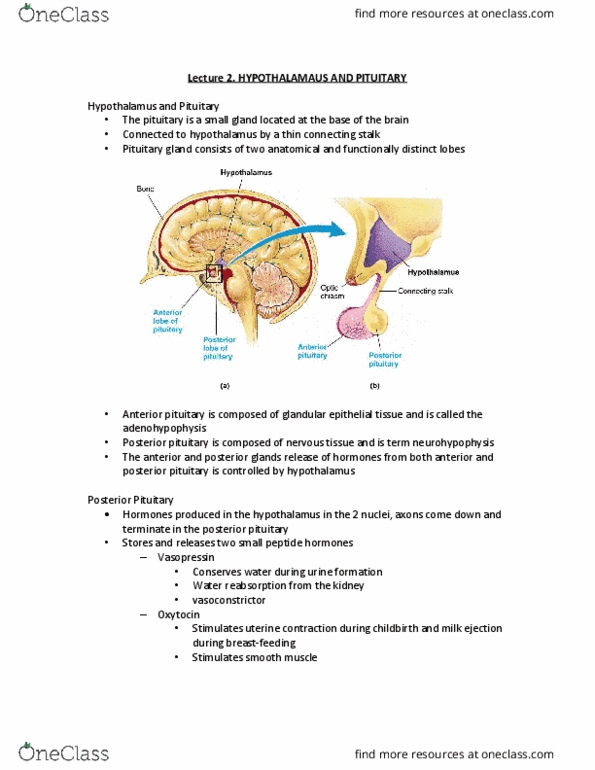 PHGY 214 Lecture Notes - Lecture 3: Posterior Pituitary, Anterior Pituitary, Luteinizing Hormone thumbnail