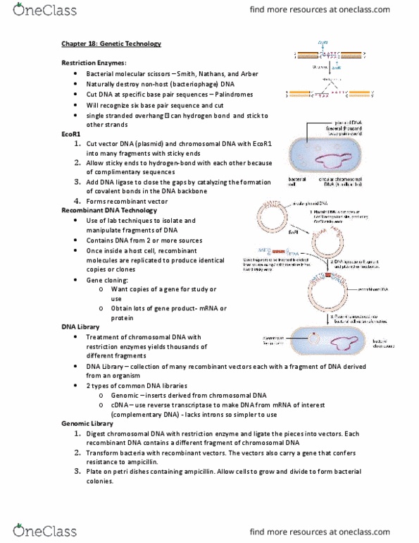 BIOL 102 Lecture Notes - Lecture 5: Southern Blot, Plasmid, Thermus Aquaticus thumbnail