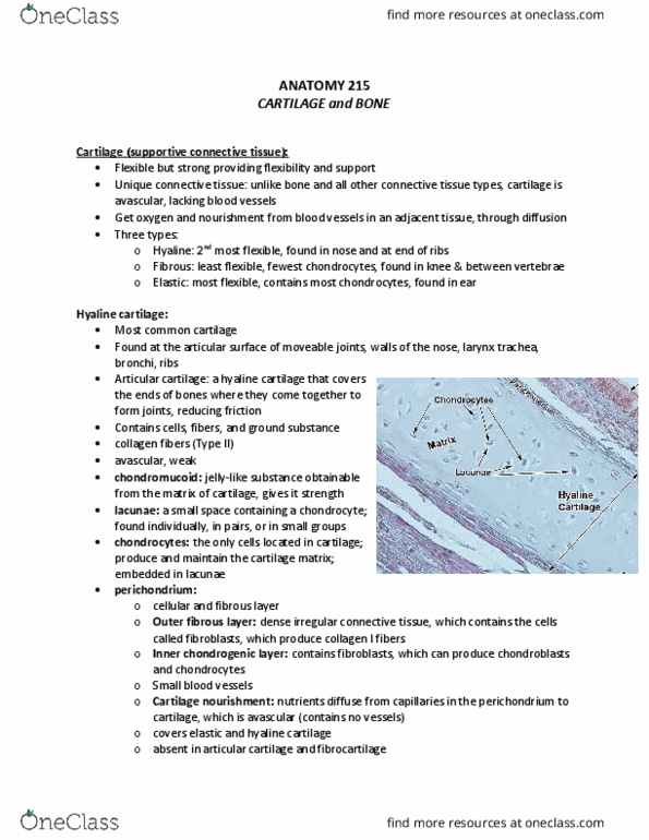 ANAT 215 Lecture Notes - Lecture 12: Dense Irregular Connective Tissue, Hyaline Cartilage, Elastic Cartilage thumbnail