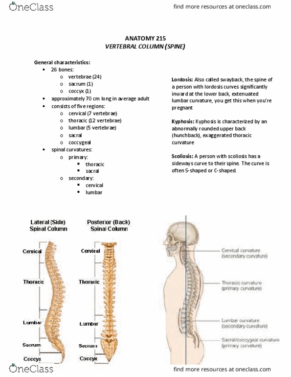 ANAT 215 Lecture Notes - Lecture 18: Lumbar Vertebrae, Cervical Vertebrae, Vertebra thumbnail