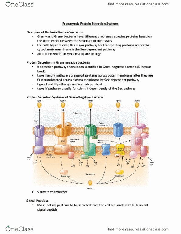 MICR 221 Lecture Notes - Lecture 9: Pilus, Protein Precursor, Signal Peptide thumbnail