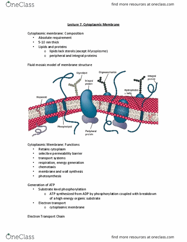 MICR 221 Lecture Notes - Lecture 7: Cell Membrane, Electron Transport Chain, Fluid Mosaic Model thumbnail