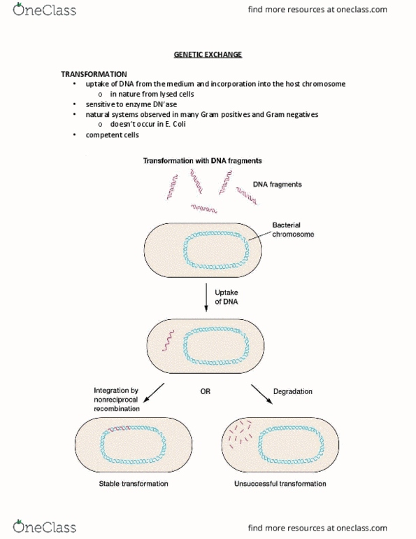 MICR 221 Lecture Notes - Lecture 11: Haemophilus Influenzae, Neisseria Gonorrhoeae, Gram-Negative Bacteria thumbnail