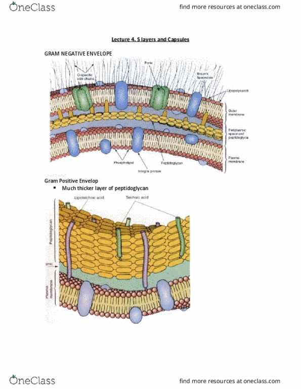 MICR 221 Lecture Notes - Lecture 4: Aeromonas Salmonicida, Campylobacter Fetus, Chelation thumbnail