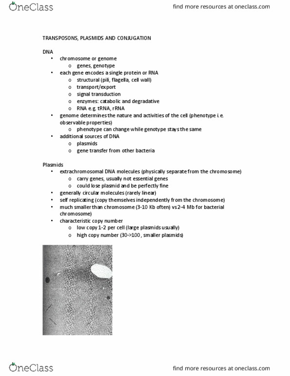 MICR 221 Lecture Notes - Lecture 10: Transposable Element, Antimicrobial Resistance, Insertion Sequence thumbnail