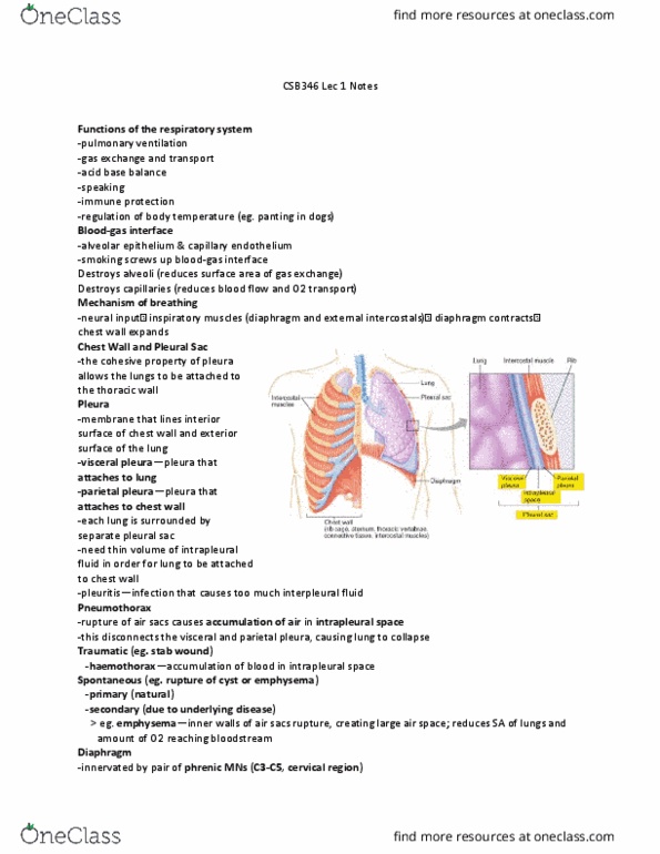CSB346H1 Lecture Notes - Lecture 1: Pleural Cavity, Breathing, Thoracic Wall thumbnail