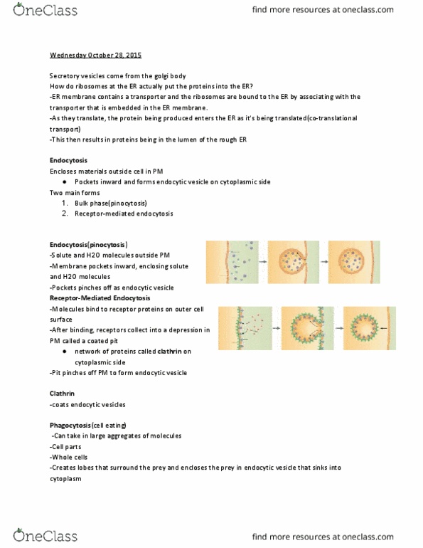 BI110 Lecture Notes - Lecture 19: Pinocytosis, Endocytosis, Exocytosis thumbnail