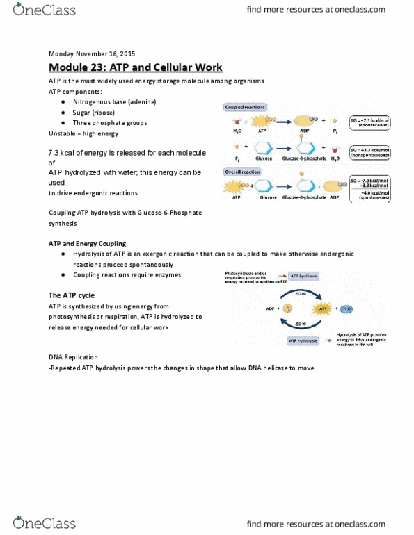 BI110 Lecture Notes - Lecture 26: Exergonic Reaction, Dna Replication, Adenine thumbnail