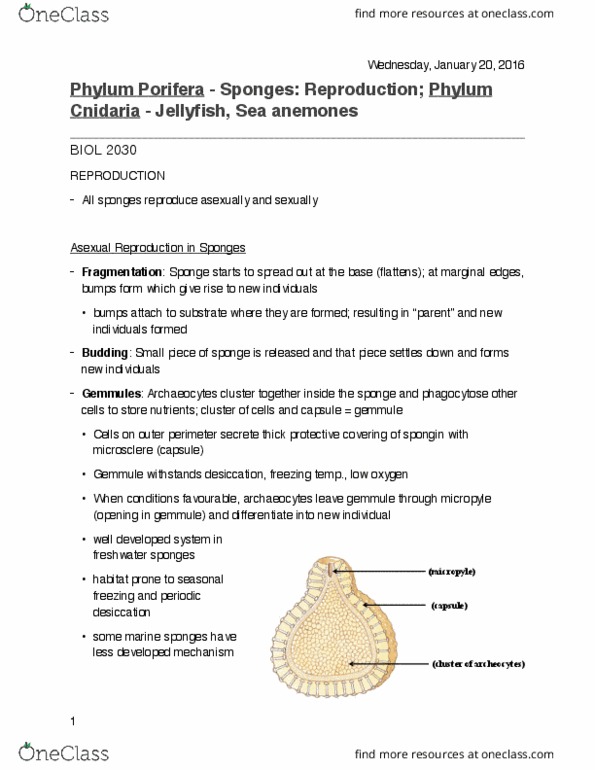 BIOL 2030 Lecture Notes - Lecture 6: Gemmule, Ectoderm, Osculum thumbnail