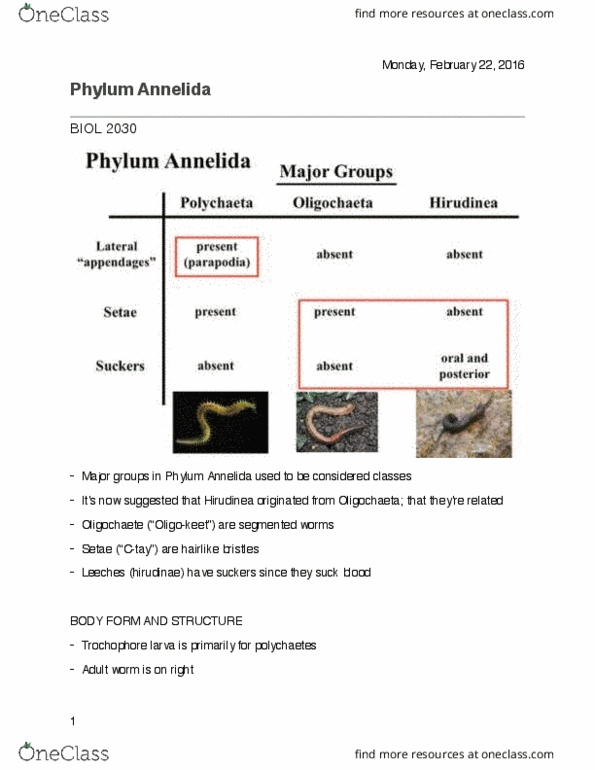 BIOL 2030 Lecture Notes - Lecture 11: Epithelium, Seta, Muscle Contraction thumbnail