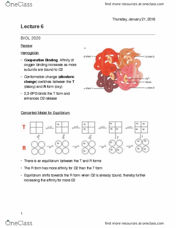 BIOL 2020 Lecture Notes - Lecture 6: Immunoglobulin Domain, Western Blot, Bohr Effect thumbnail