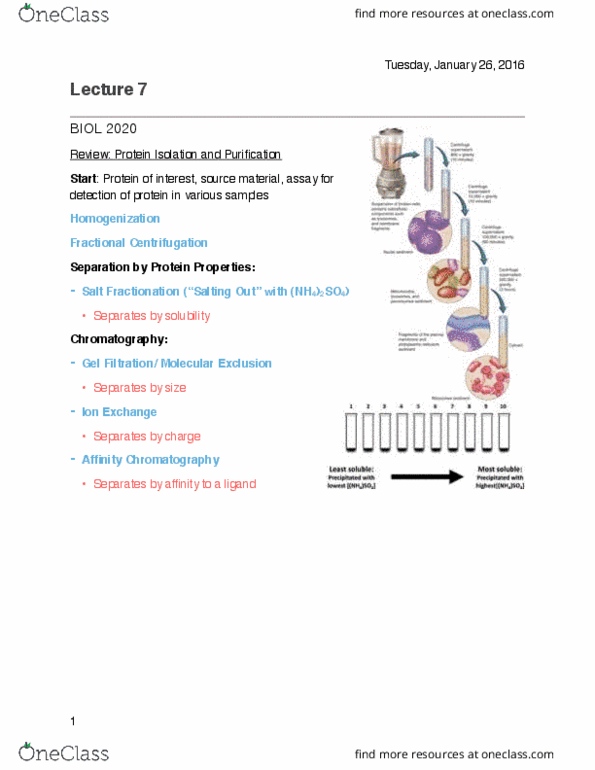 BIOL 2020 Lecture Notes - Lecture 7: Isoelectric Point, Elution, Hemoglobin thumbnail