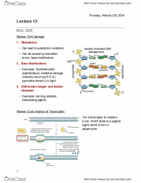 BIOL 2020 Lecture Notes - Lecture 13: Peptide, Ionizing Radiation, Transcription Factor Ii B thumbnail