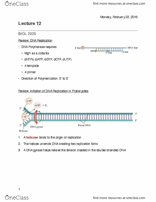 BIOL 2020 Lecture Notes - Lecture 12: Inverted Repeat, Helicase, Guanine thumbnail
