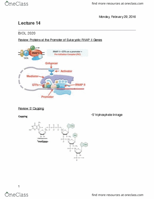 BIOL 2020 Lecture Notes - Lecture 14: Ribosome, Prokaryotic Small Ribosomal Subunit, Base Pair thumbnail