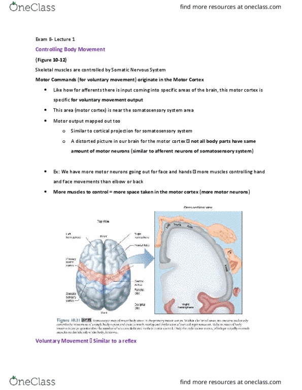 EEOB 2520 Lecture Notes - Lecture 25: Extracellular Fluid, Proprioception, Myosin Head thumbnail