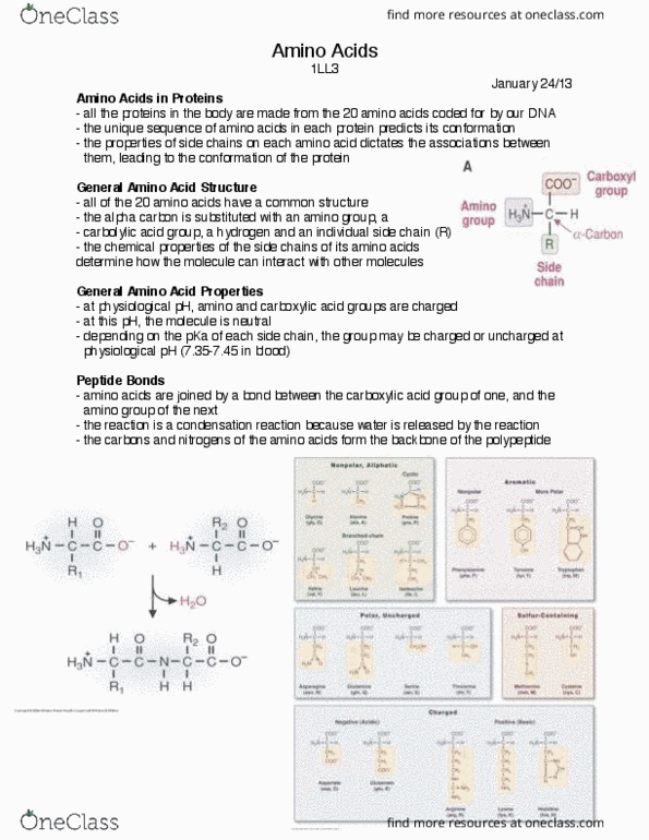 HTHSCI 1LL3 Lecture Notes - Lecture 10: Protein Structure, Peptide, Arginine thumbnail