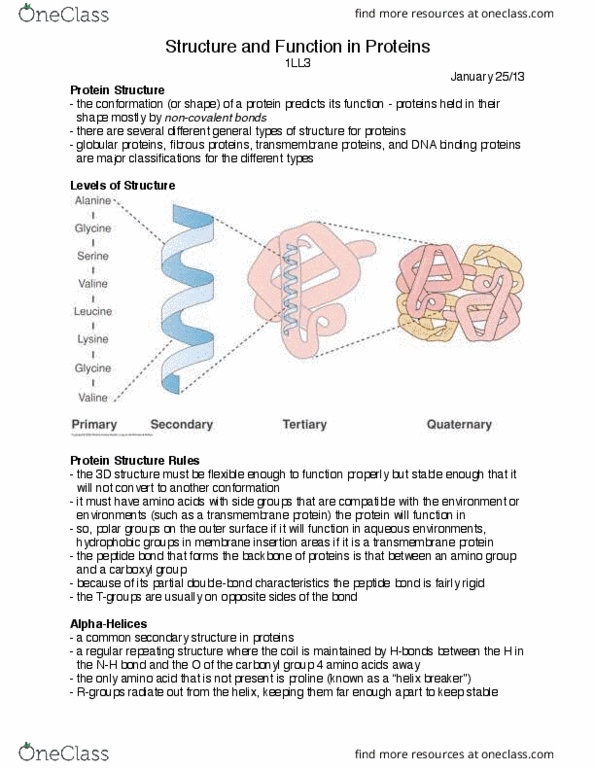 HTHSCI 1LL3 Lecture Notes - Lecture 7: Proline, Valine, Transmembrane Protein thumbnail