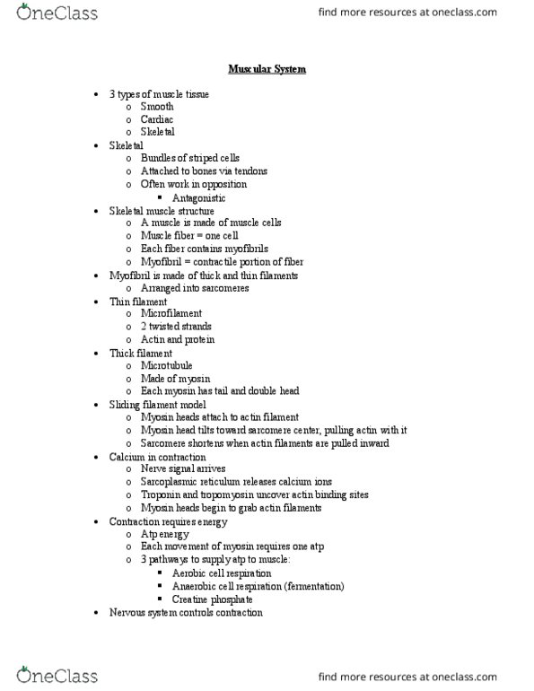 BSC 2011C Lecture Notes - Lecture 29: Phosphocreatine, Endoplasmic Reticulum, Homeostasis thumbnail